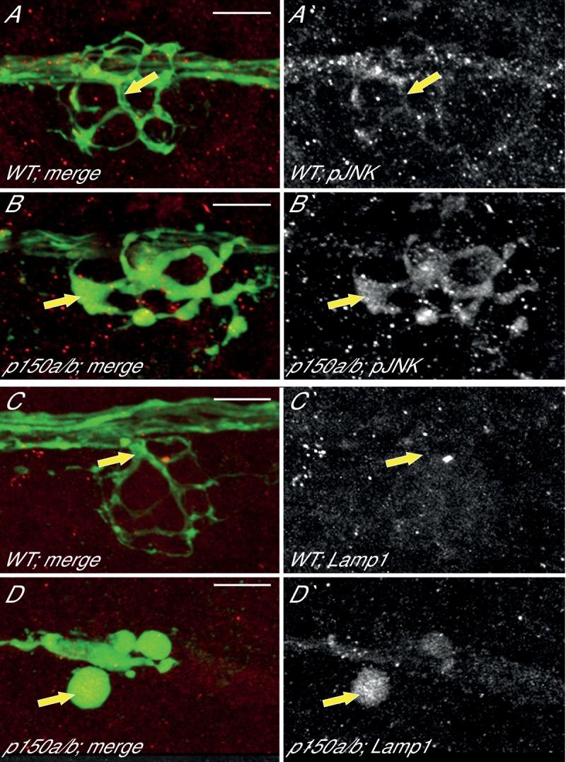 https://cdn.ncbi.nlm.nih.gov/pmc/blobs/34c3/5413347/56bcbcb526b8/elife-22234-fig10.jpg