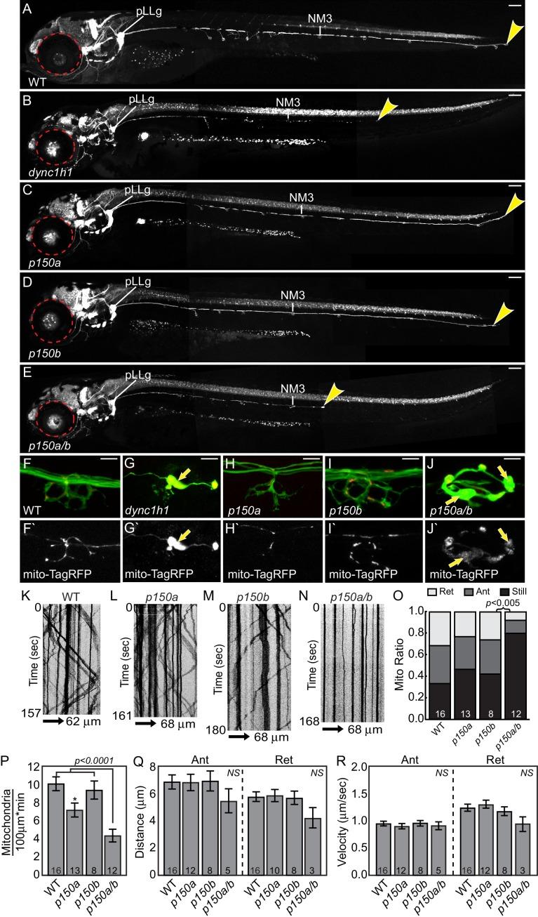 https://cdn.ncbi.nlm.nih.gov/pmc/blobs/34c3/5413347/58ce1b6153d6/elife-22234-fig8.jpg