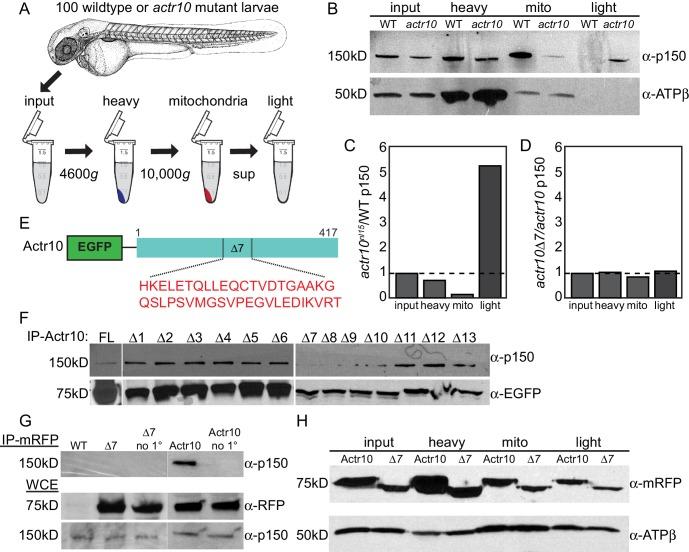 https://cdn.ncbi.nlm.nih.gov/pmc/blobs/34c3/5413347/c267ce5ad5a9/elife-22234-fig11.jpg
