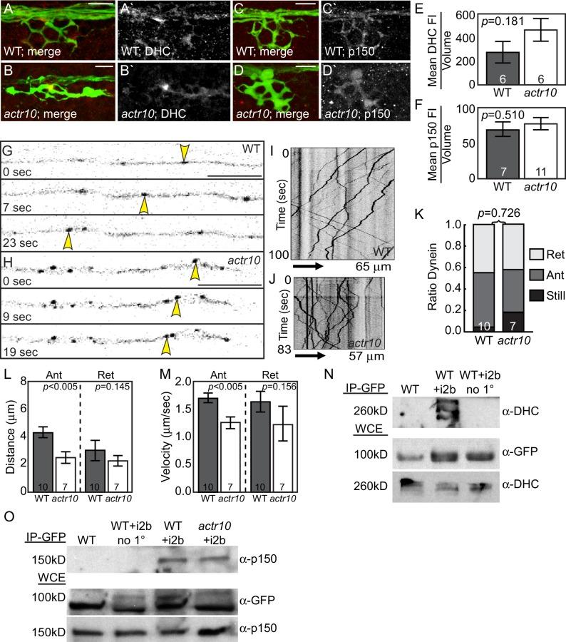 https://cdn.ncbi.nlm.nih.gov/pmc/blobs/34c3/5413347/c59c939ed8b9/elife-22234-fig6.jpg