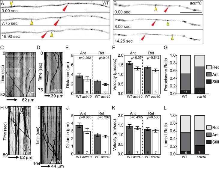 https://cdn.ncbi.nlm.nih.gov/pmc/blobs/34c3/5413347/cb971d598ef9/elife-22234-fig7.jpg