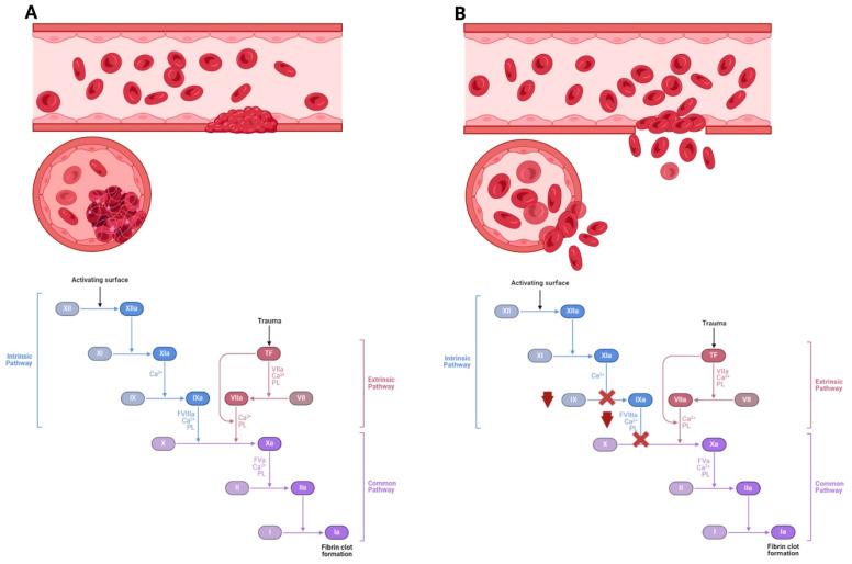 https://cdn.ncbi.nlm.nih.gov/pmc/blobs/34dd/11274510/98bc0e96fdb1/biomolecules-14-00854-g001.jpg