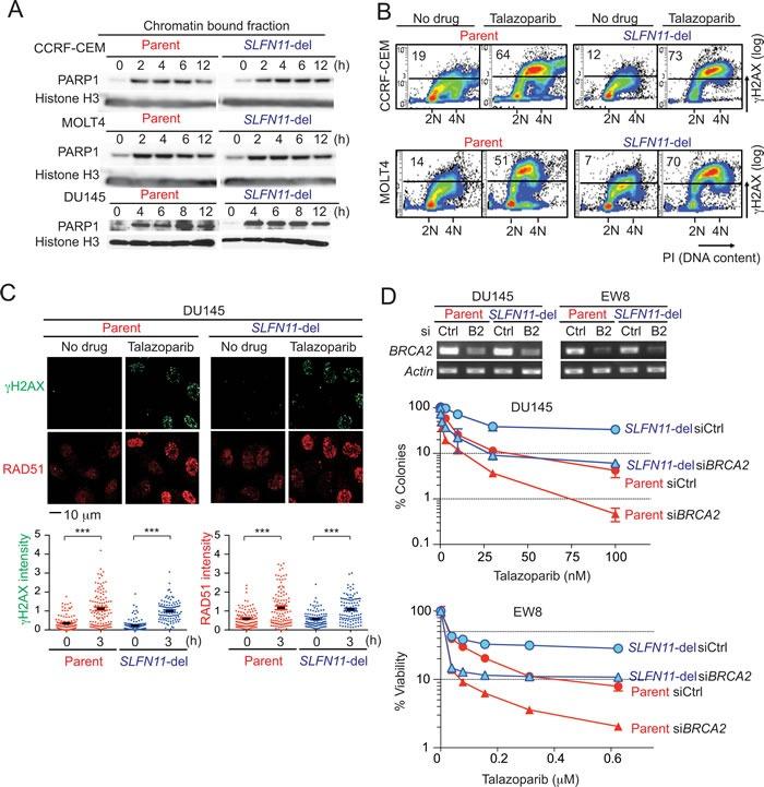 https://cdn.ncbi.nlm.nih.gov/pmc/blobs/3507/5340226/ca730fe4ff56/oncotarget-07-76534-g003.jpg