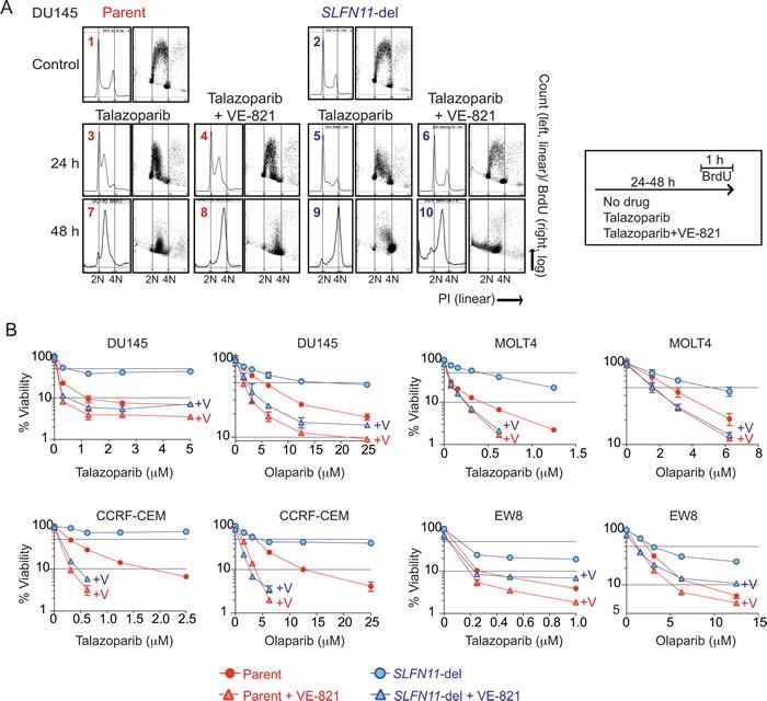 https://cdn.ncbi.nlm.nih.gov/pmc/blobs/3507/5340226/eaab185b3f0d/oncotarget-07-76534-g004.jpg
