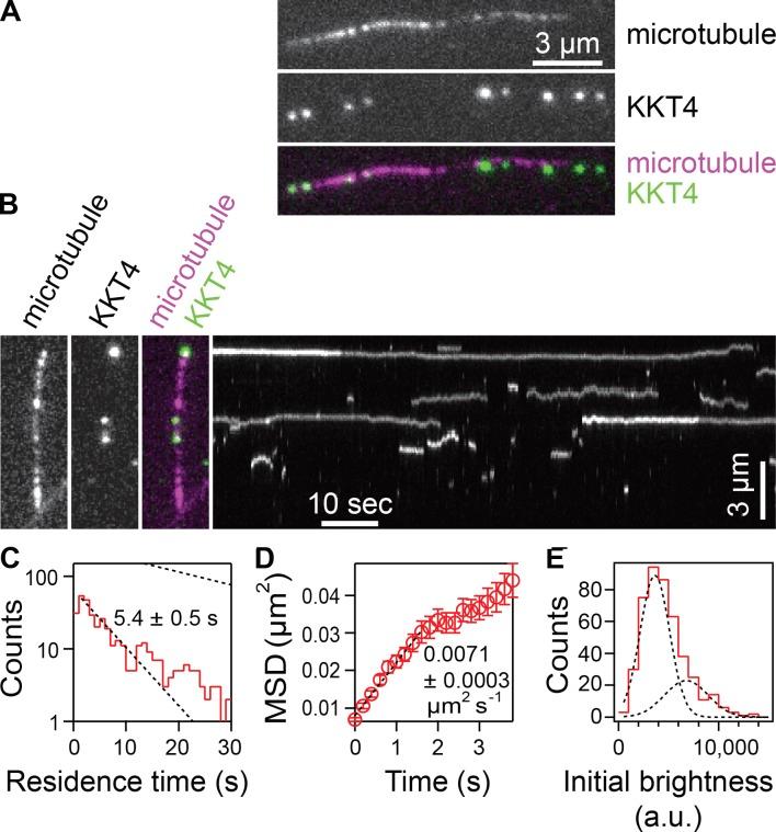 https://cdn.ncbi.nlm.nih.gov/pmc/blobs/3511/6219724/3fa1cee74595/JCB_201711181_Fig2.jpg