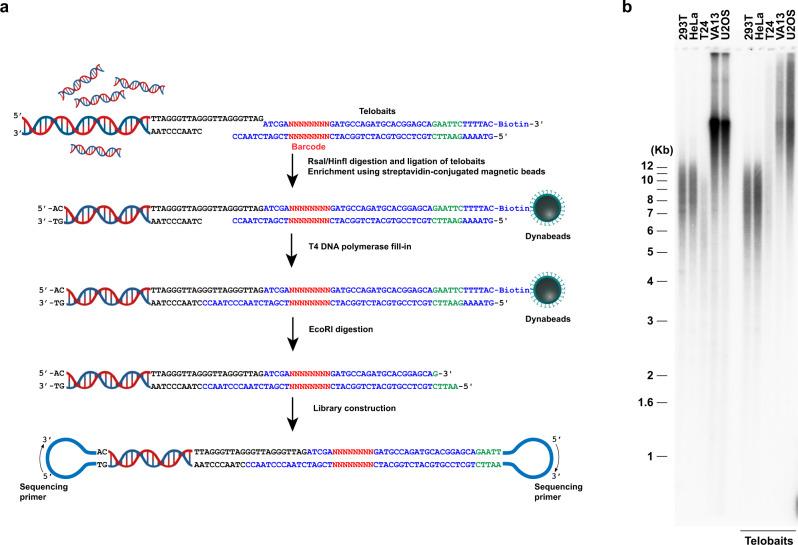 https://cdn.ncbi.nlm.nih.gov/pmc/blobs/3546/9845338/adfecd715d31/41467_2023_35823_Fig1_HTML.jpg