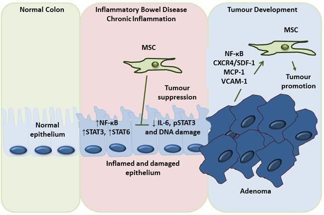 https://cdn.ncbi.nlm.nih.gov/pmc/blobs/355f/5312417/c8a0c7a629d3/oncotarget-07-60752-g005.jpg