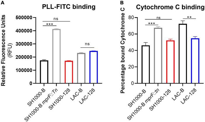 https://cdn.ncbi.nlm.nih.gov/pmc/blobs/3564/9441809/7f07fd4f060e/fmicb-13-948343-g006.jpg