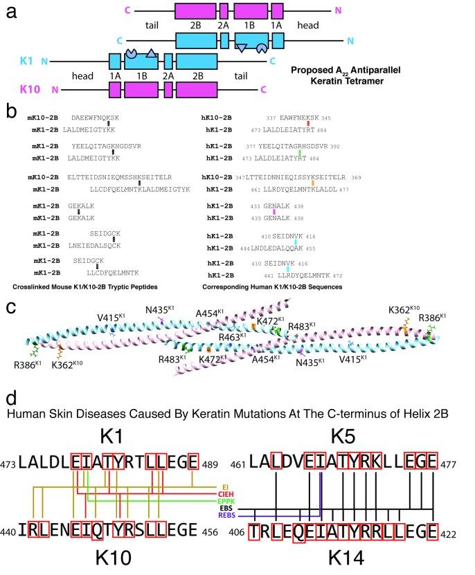 https://cdn.ncbi.nlm.nih.gov/pmc/blobs/356b/7087056/2a9322bc059a/yjbm_93_1_3_g08.jpg