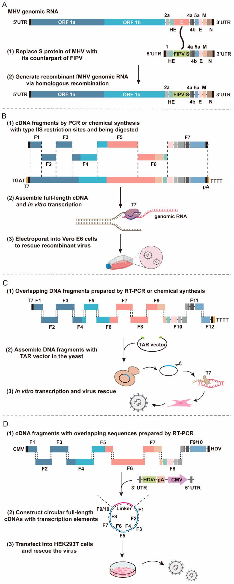 https://cdn.ncbi.nlm.nih.gov/pmc/blobs/35a5/11126016/8443551ba5e0/viruses-16-00659-g003.jpg