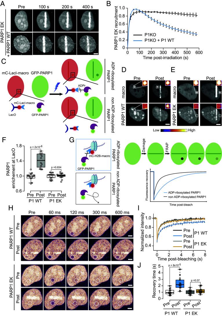 https://cdn.ncbi.nlm.nih.gov/pmc/blobs/35c2/11194589/bbe6e7db4a0e/pnas.2322689121fig02.jpg