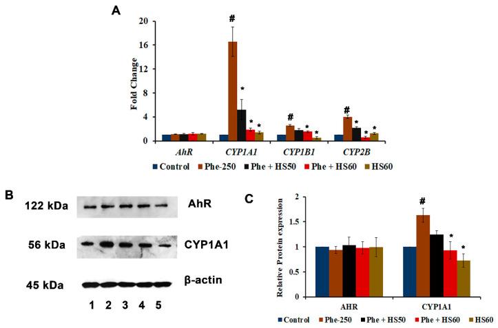 https://cdn.ncbi.nlm.nih.gov/pmc/blobs/35cf/9502750/a8a271c4e29c/nutrients-14-03829-g003.jpg