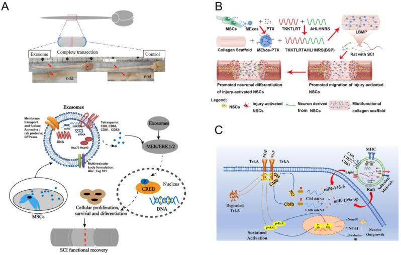 https://cdn.ncbi.nlm.nih.gov/pmc/blobs/35ea/11438208/f7283f1e37fd/13287_2024_3952_Fig4_HTML.jpg