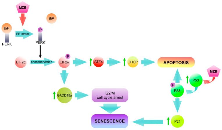 https://cdn.ncbi.nlm.nih.gov/pmc/blobs/3632/11643135/0767e7ffa359/molecules-29-05652-g005.jpg