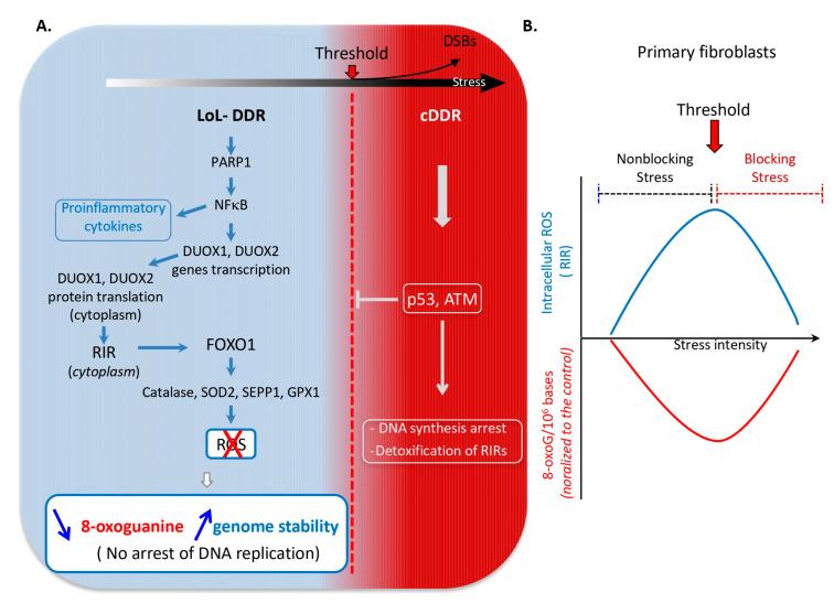 https://cdn.ncbi.nlm.nih.gov/pmc/blobs/363f/12346651/75ae8a9be7d0/cells-14-01183-g001.jpg