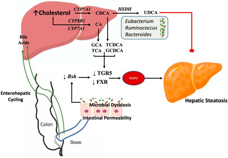 https://cdn.ncbi.nlm.nih.gov/pmc/blobs/36cf/11722922/548e69a888e2/nutrients-17-00143-g003.jpg