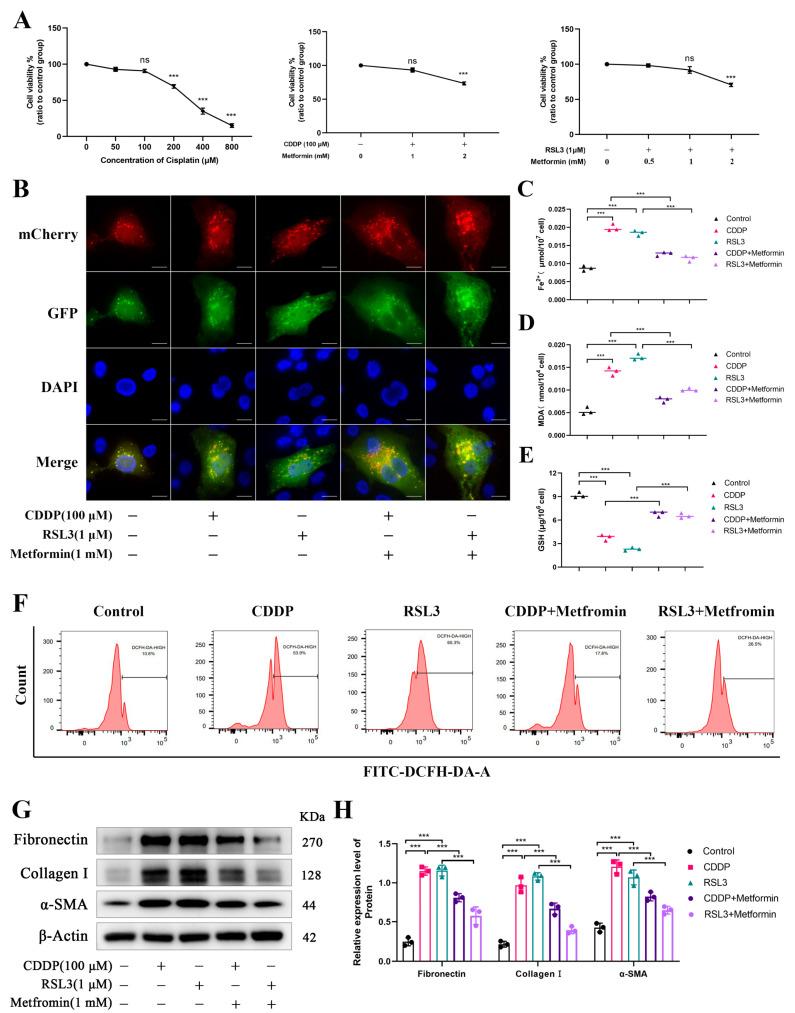 https://cdn.ncbi.nlm.nih.gov/pmc/blobs/36e0/12025222/4b22153ecc82/biomolecules-15-00556-g007.jpg