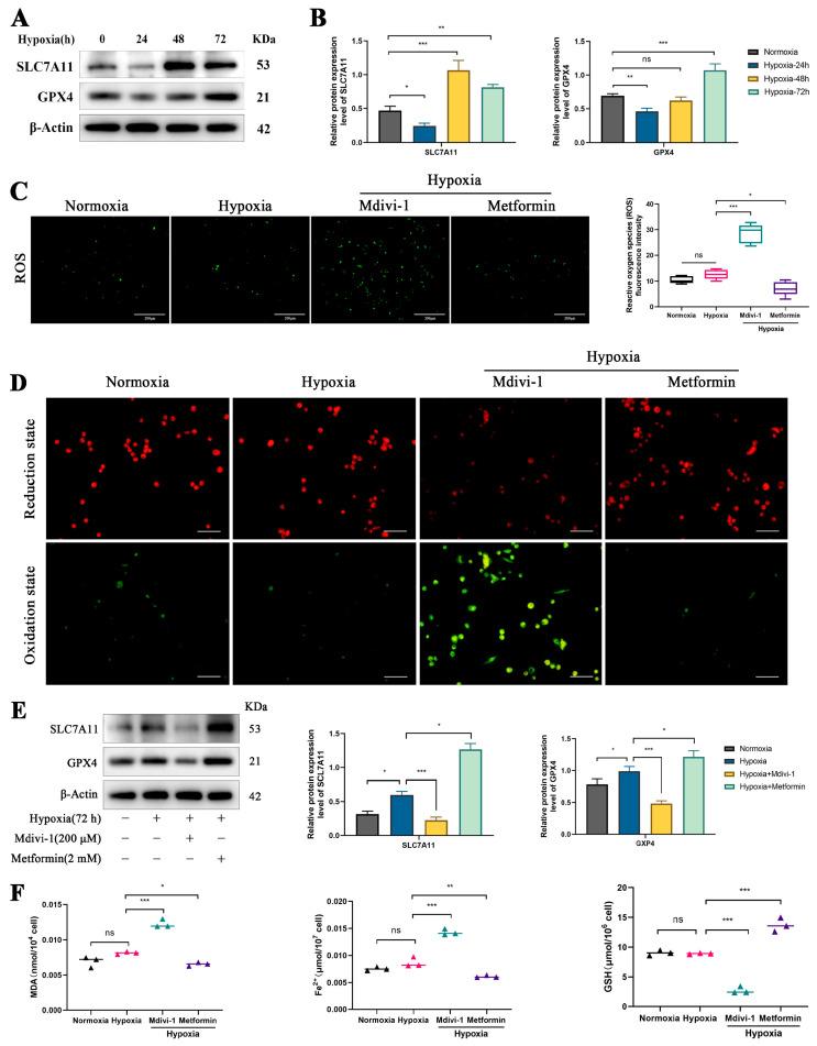https://cdn.ncbi.nlm.nih.gov/pmc/blobs/36e0/12025222/ded387841f80/biomolecules-15-00556-g005.jpg