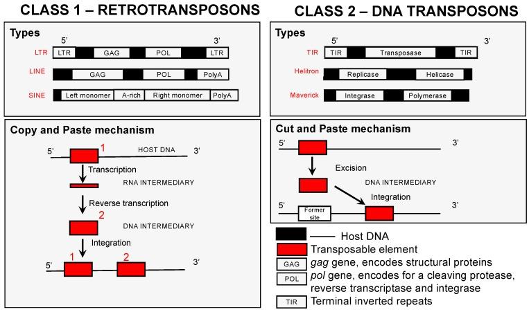 https://cdn.ncbi.nlm.nih.gov/pmc/blobs/36e3/5977194/0a36f1965fa2/genes-09-00254-g001.jpg