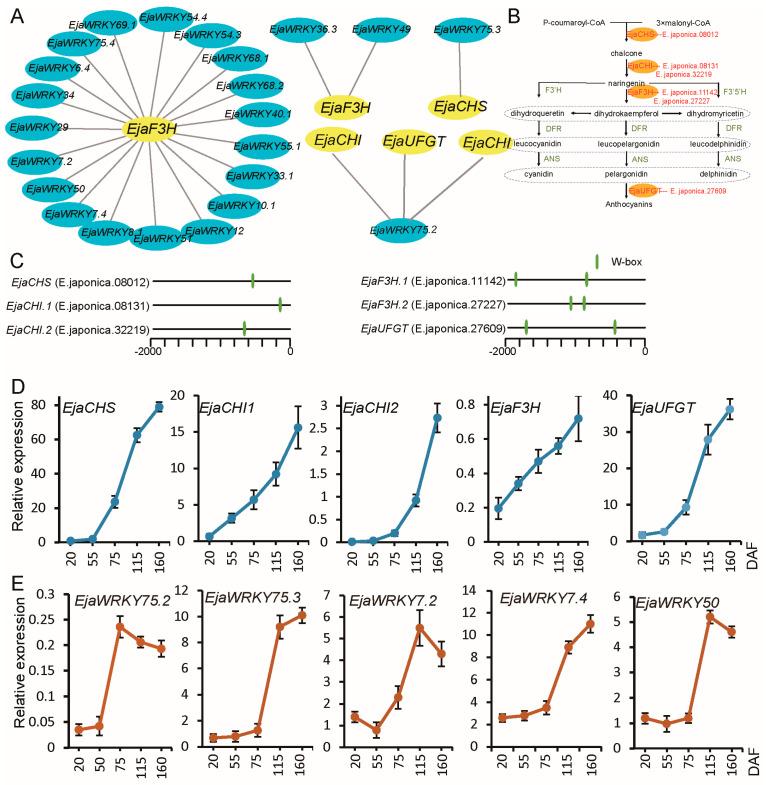 https://cdn.ncbi.nlm.nih.gov/pmc/blobs/36f6/12383897/e8424e28d5cd/biology-14-00958-g007.jpg