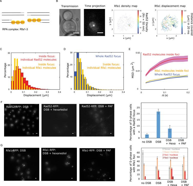 https://cdn.ncbi.nlm.nih.gov/pmc/blobs/371e/7924958/03b3873cdf3b/elife-60577-fig4.jpg