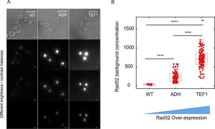 https://cdn.ncbi.nlm.nih.gov/pmc/blobs/371e/7924958/11a7b48aad14/elife-60577-app1-fig1.jpg