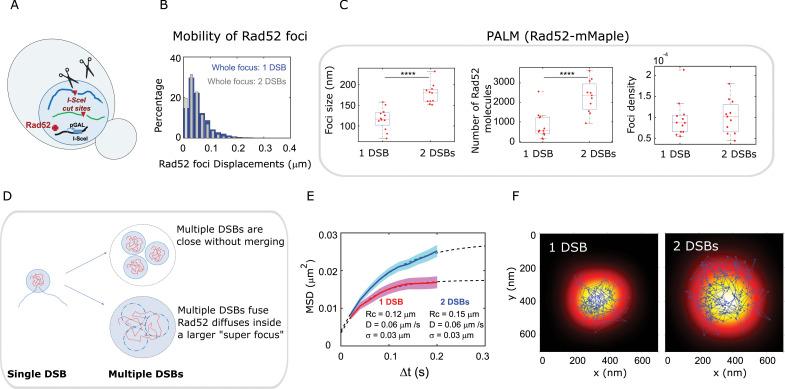 https://cdn.ncbi.nlm.nih.gov/pmc/blobs/371e/7924958/466b3326409d/elife-60577-fig6.jpg