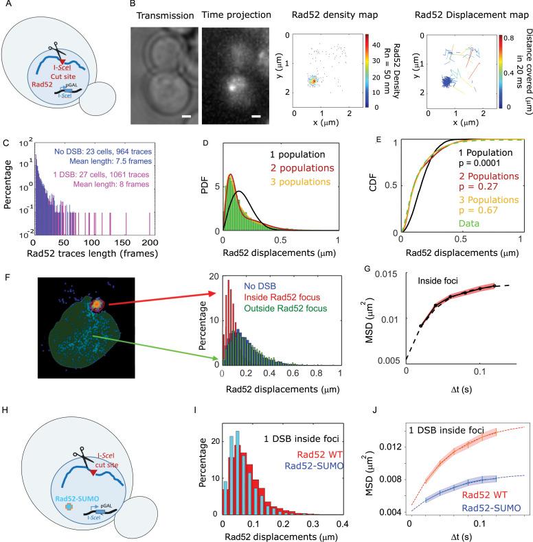 https://cdn.ncbi.nlm.nih.gov/pmc/blobs/371e/7924958/4889cf0ec0da/elife-60577-fig2.jpg