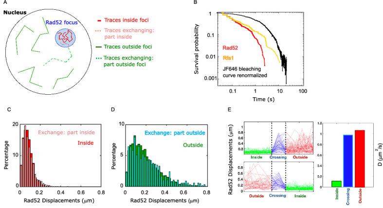 https://cdn.ncbi.nlm.nih.gov/pmc/blobs/371e/7924958/865e2437df2b/elife-60577-fig5.jpg