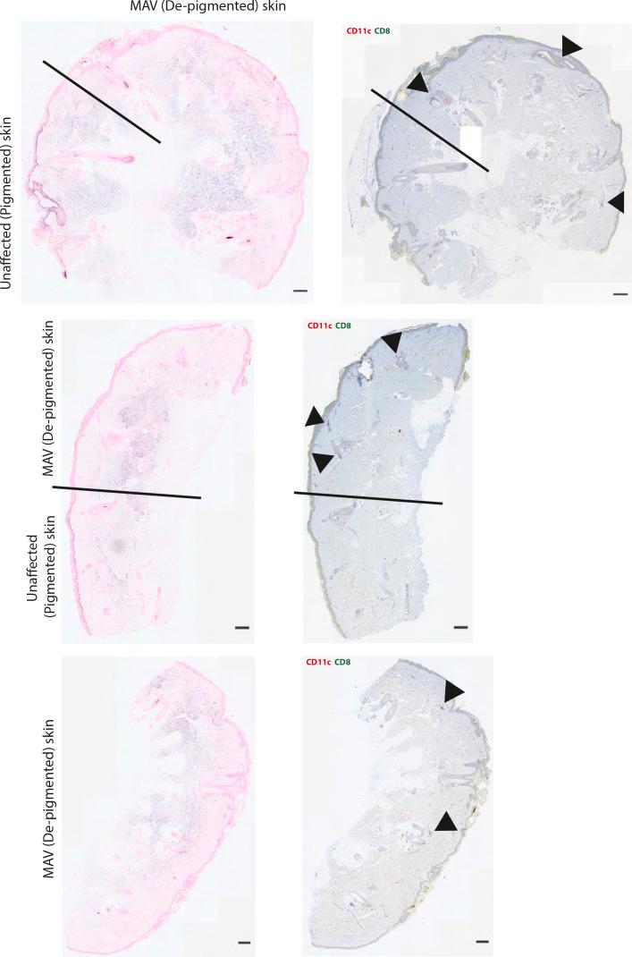https://cdn.ncbi.nlm.nih.gov/pmc/blobs/3736/8356251/8b840599f1e1/LSA-2021-01056_FigS3.jpg