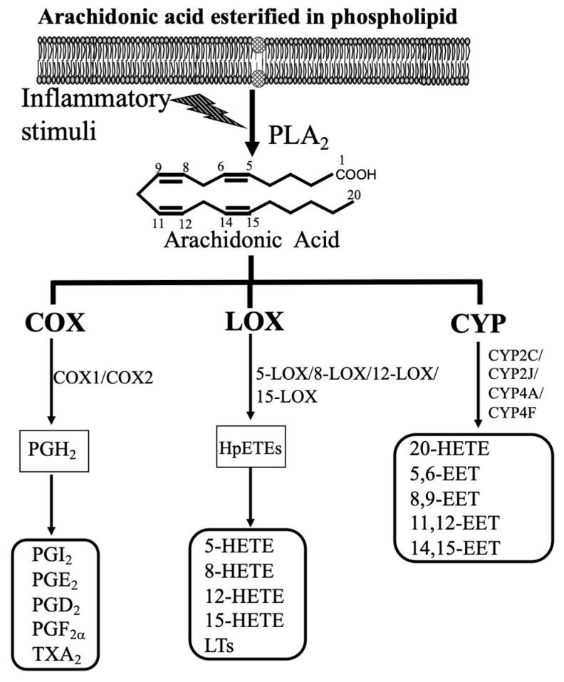 https://cdn.ncbi.nlm.nih.gov/pmc/blobs/374d/7346161/c6d8e1e15c2c/antioxidants-09-00520-g001.jpg