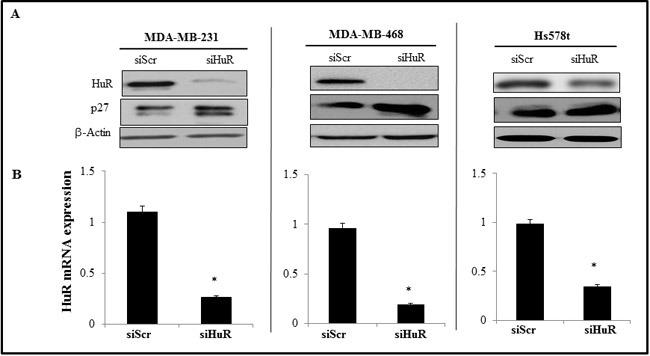 https://cdn.ncbi.nlm.nih.gov/pmc/blobs/3778/5323119/2712e8f2d81e/oncotarget-07-64820-g002.jpg