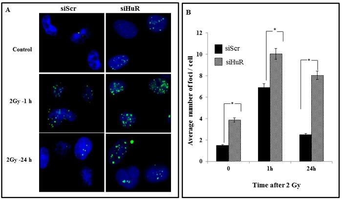 https://cdn.ncbi.nlm.nih.gov/pmc/blobs/3778/5323119/c77fa6769d73/oncotarget-07-64820-g005.jpg