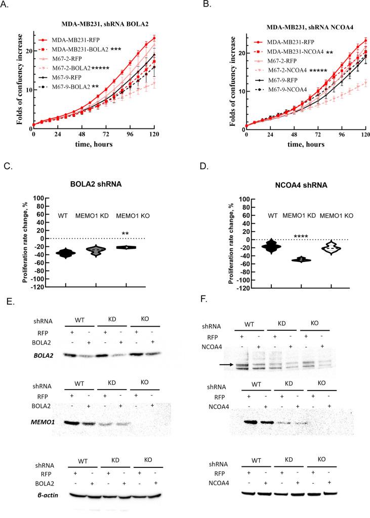 https://cdn.ncbi.nlm.nih.gov/pmc/blobs/377d/11081632/6556a20233c2/elife-86354-fig2-figsupp5.jpg