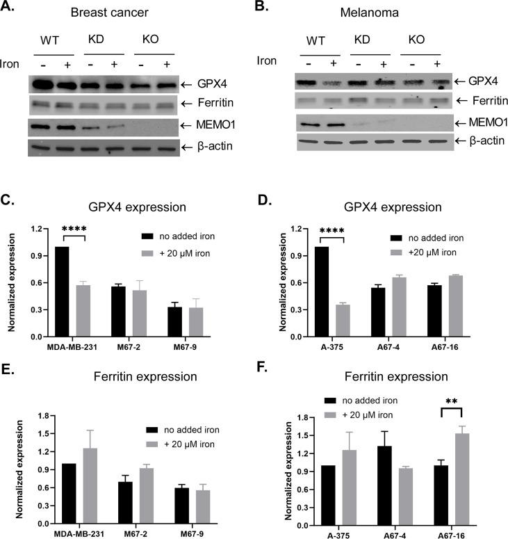 https://cdn.ncbi.nlm.nih.gov/pmc/blobs/377d/11081632/b7eee1958632/elife-86354-fig4-figsupp1.jpg
