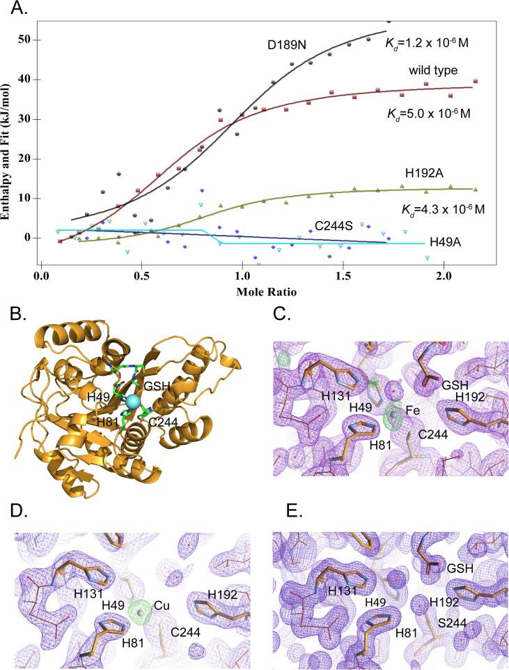 https://cdn.ncbi.nlm.nih.gov/pmc/blobs/377d/11081632/e8db1077becc/elife-86354-fig5.jpg