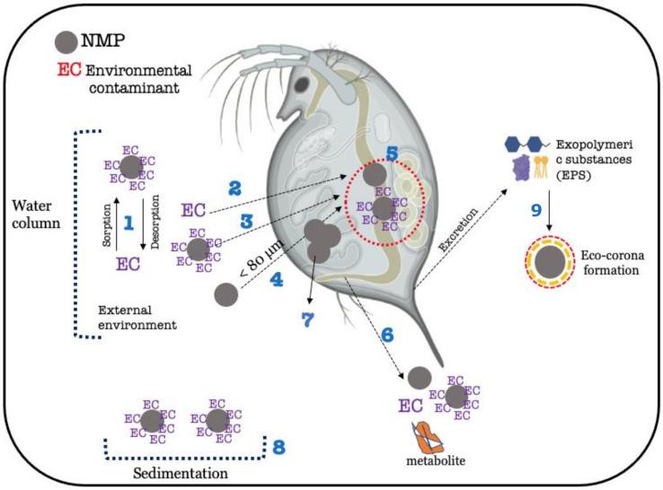 https://cdn.ncbi.nlm.nih.gov/pmc/blobs/378a/10303264/fe1f2fc6a60d/toxics-11-00474-g005.jpg