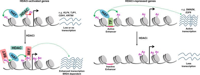 https://cdn.ncbi.nlm.nih.gov/pmc/blobs/37aa/5499659/a05072e7e2ed/gkx212fig7.jpg