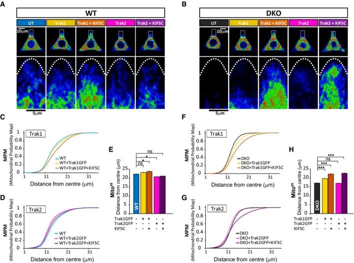https://cdn.ncbi.nlm.nih.gov/pmc/blobs/37f4/5793800/b517c0d145bd/EMBJ-37-321-g008.jpg