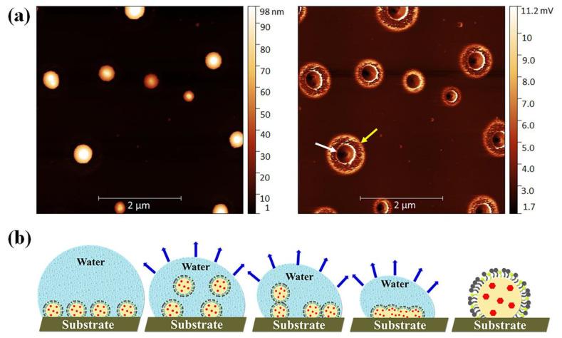 https://cdn.ncbi.nlm.nih.gov/pmc/blobs/380a/10343907/6efa9d9791a8/molecules-28-05208-g006.jpg