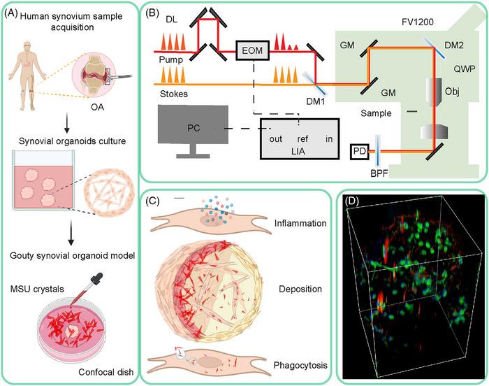 https://cdn.ncbi.nlm.nih.gov/pmc/blobs/381b/11702473/ec1ece79b39c/MCO2-6-e70040-g002.jpg