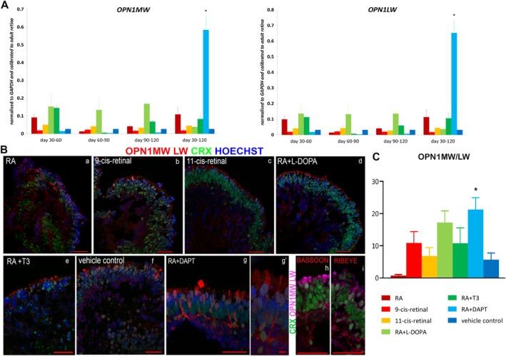https://cdn.ncbi.nlm.nih.gov/pmc/blobs/3831/7004057/cd151235104c/STEM-38-45-g004.jpg