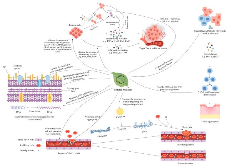 https://cdn.ncbi.nlm.nih.gov/pmc/blobs/3855/11173953/0b0846aa521a/molecules-29-02673-g002.jpg