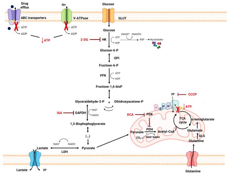https://cdn.ncbi.nlm.nih.gov/pmc/blobs/38b2/10675572/05a96e2f00a5/pharmaceutics-15-02610-g006.jpg