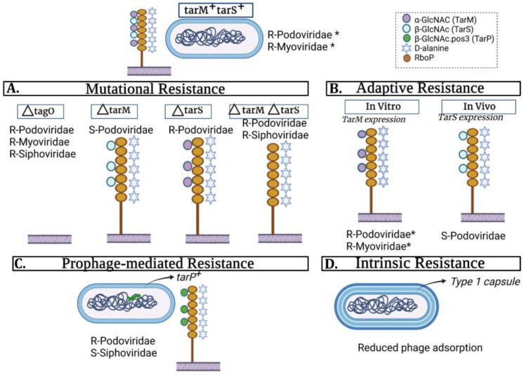 https://cdn.ncbi.nlm.nih.gov/pmc/blobs/38e6/9146914/3140f2cf9d4f/viruses-14-01061-g002.jpg