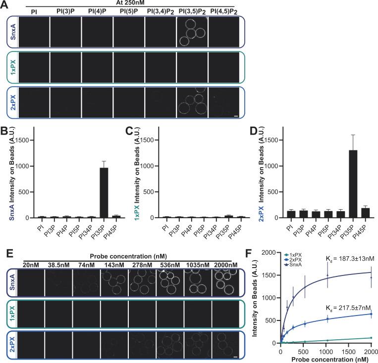 https://cdn.ncbi.nlm.nih.gov/pmc/blobs/38fa/10309190/1982659942d5/JCB_202209077_Fig2.jpg