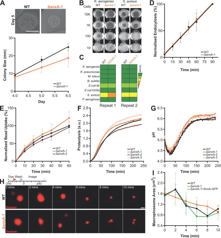 https://cdn.ncbi.nlm.nih.gov/pmc/blobs/38fa/10309190/753ffa06d2b1/JCB_202209077_FigS3.jpg