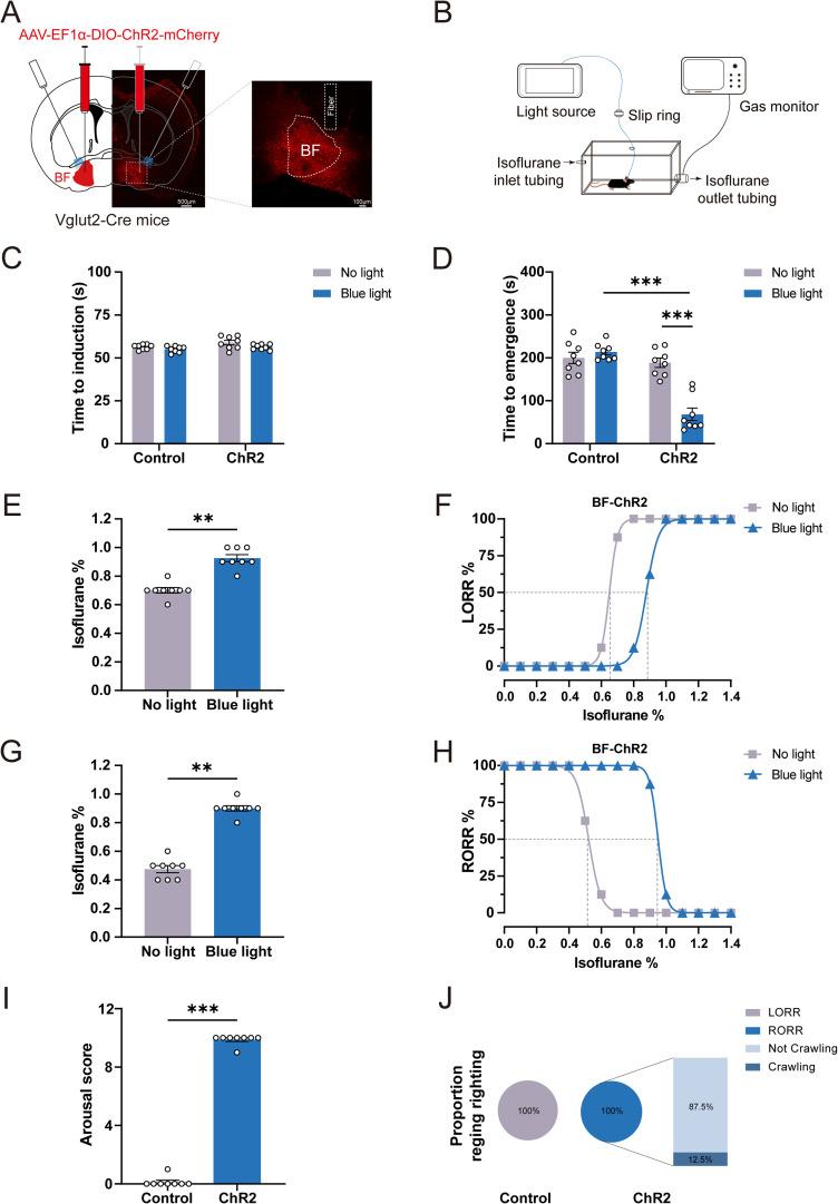 https://cdn.ncbi.nlm.nih.gov/pmc/blobs/38fc/12311767/18f46e29e9d6/jneuro-45-e0007252025-g002.jpg