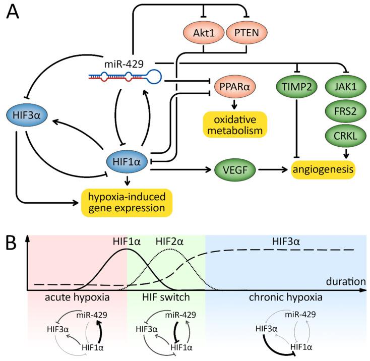 https://cdn.ncbi.nlm.nih.gov/pmc/blobs/3907/10252071/3036544bdd28/cancers-15-02903-g005.jpg