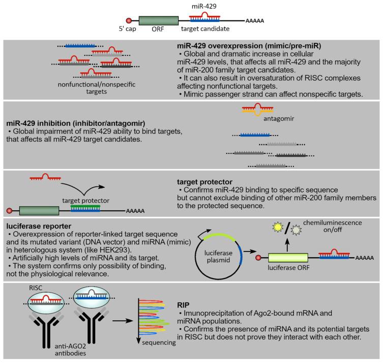 https://cdn.ncbi.nlm.nih.gov/pmc/blobs/3907/10252071/f478536b0efc/cancers-15-02903-g003.jpg